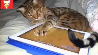 Кошки Смех
