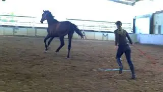 Belcam Cico Freejump