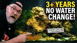 Opae Ula Shrimp Tank Setup That Practically Runs Itself