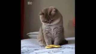 КотоСПИННЕР!