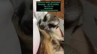Интересные факты о сурикатах 😻 
