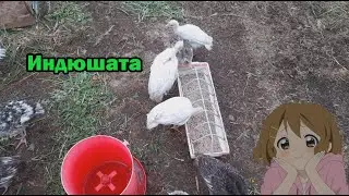 Индюшата месячные