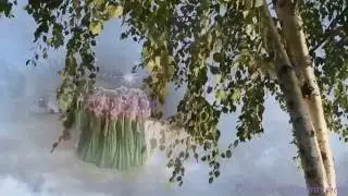 Берёзы