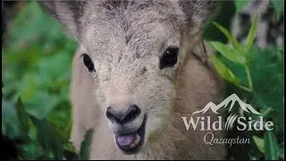 Life heartbeat on Wild Side. Sony A6000 | Sony 35mm f1.8
