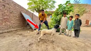 Hum Panther Se Milne Gaiy Aj😍