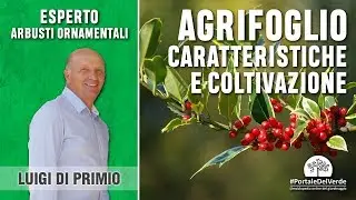 Holly or Ilex: how to grow it and characteristics