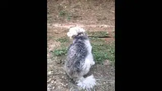 Fun with friends dog IRL - B9 Krueger