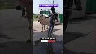हरियाणातील पहिलारू कालवाड विक्रीसाठी उपलब्ध #hf_cow #सांगोला_बाजार #shortsviral