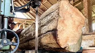 The terrible ancient wood is full of beauty