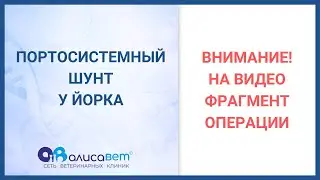Печёночный портосистемный шунт у собак