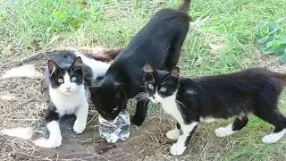 Прогулка по городу ради животных #cat #кот #cuteanimal #котенок #cute  #cuteanimal #помощьживотным