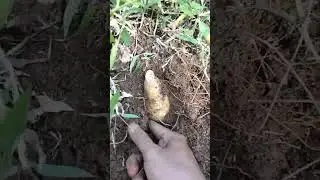 nyari ubi🥔