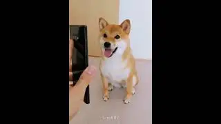 poyo