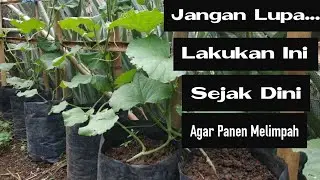 what you need to pay attention to and what you must do when caring for melons in the growth phase