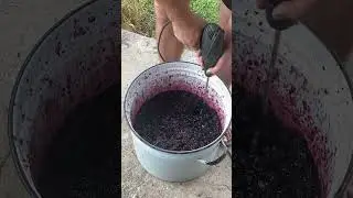 Перебиваю блендером ожину на вино #farming