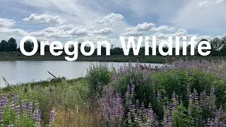 Wildlife Animals - Hillsboro, Oregon