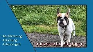 Französische Bulldogge | Ist das der richtige Hund für mich ? Meine Erfahrungen