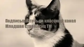 ПОДПИСЫВАЙТЕСЬ НА КАНАЛ МЛАДШАЯ СТАЯ ЛИСИЦ TM