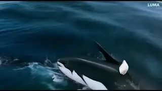 'Narwhal' fight