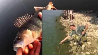 Ловля окуня на отводной поводок летом