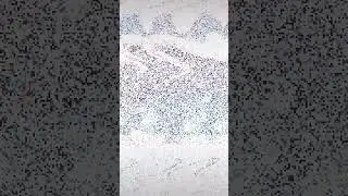 tiktok christmas