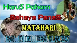 MATAHARI SANGAT BERBAHAYA BAGI LEBAH KLANCENG.