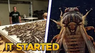 BILLIONS OF CICADAS ARE INVADING THE US! | - Did the Bible Warn About This And Other Signs?