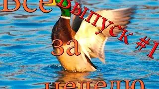 Всё За Неделю ►Выпуск #1◄13.09.2015