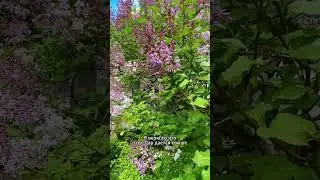 🌿 Сад Лены Асташкиной