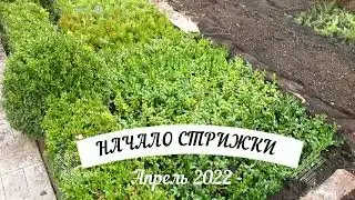 Когда начинать стричь самшит и можжевельник.