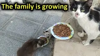 THE CAT FAMILY IS GRAWING
