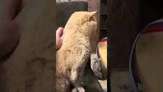 Ну хоть маааленький кусочек хлебушка