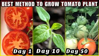 How to Grow Tomatoes from Fresh Tomato Seed 💯 (Seed to Harvest)