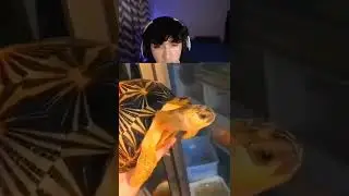rarest tortoise in the world 