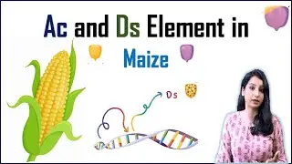 AC and DS Element in Maize II Transposons I Transposable Elements
