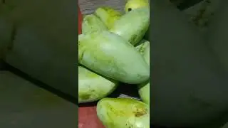 Wala talagang mararating 🤣 #shorts #justforfun #mango #satisfying #food #bagoong