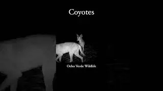 Coyotes on Trail Cam