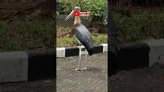 Bangau Pemakan Bangkai Bangau Marabou Di Parkiran PPIPTEK TMII