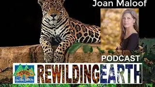 Rewilding Earth Episode 9: Joan Maloof Old Growth Forest Network
