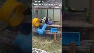 Панды :) смешные и милые :) 