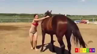 Класс лошадь умная