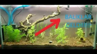 AKVARYUMA BALIK EKLEDİK | YENİ BALIK EKLEME | LEPİSTES - MOLİ - BALON MOLİ BALIKLARIMIZ !!!