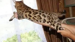 TANGO