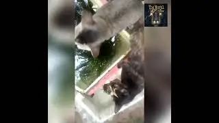 When I feed fish cats came to eat fish feed 🤣Fish feeding | How to feed your fish #fishfeed #shorts