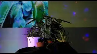 Plant-Ton (transmisja instalacji multimedialnej)
