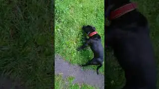 Стаффбуль и овчарка, так и гуляем :)