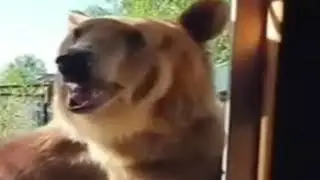 медведь из тини буни решил отшлёпать олю!!