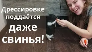 Научим свинок зайке и залезать на мишень! Как дрессировать и воспитывать морскую свинку?