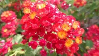Lantana camara, Лантана сводчатая, Алаурин де ла Торре, Испания, 19 мая - 9 июня 2015 г
