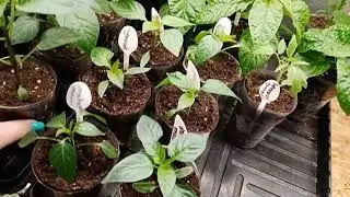 🔥Обогрев для теплицы.😱Растениям лучше на улице ,а не на стеллаже.😍